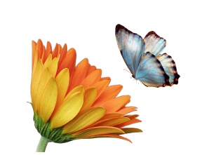 sim:  papillon6.jpg
Grntleme: 67
Byklk:  19,1 KB (Kilobyte)