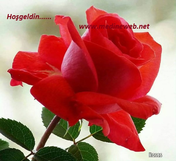 sim:  01.jpg
Grntleme: 144
Byklk:  79,1 KB (Kilobyte)