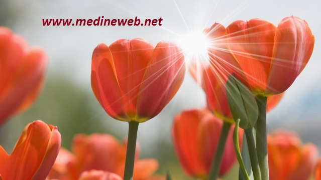 sim:  ql.jpg
Grntleme: 82
Byklk:  54,5 KB (Kilobyte)