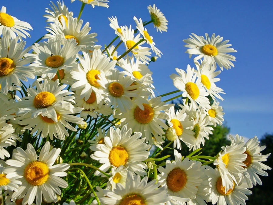 sim:  daisies-flower-sky-sunny-summer.jpg
Grntleme: 42
Byklk:  263,7 KB (Kilobyte)