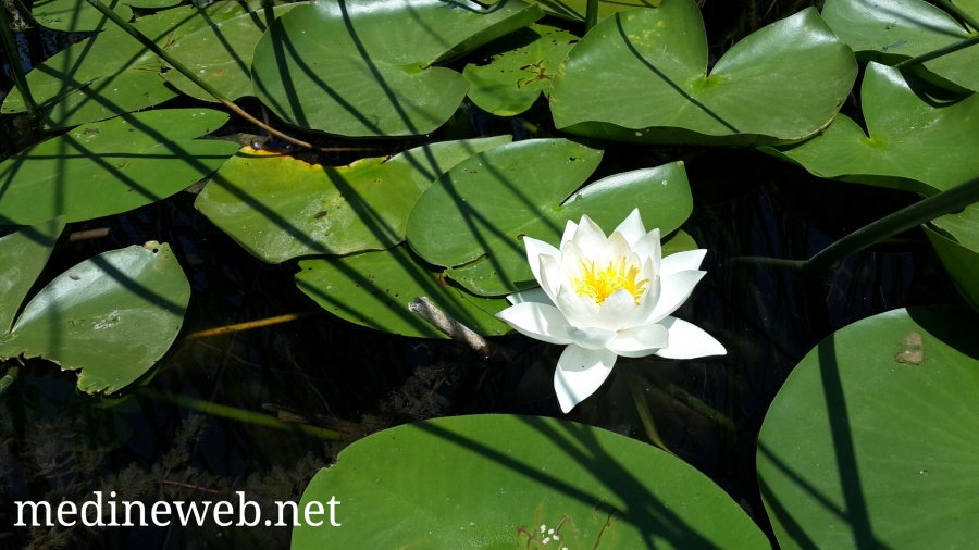 �sim:  20170808_124954.jpg
G�r�nt�leme: 116
B�y�kl�k:  169,1 KB (Kilobyte)