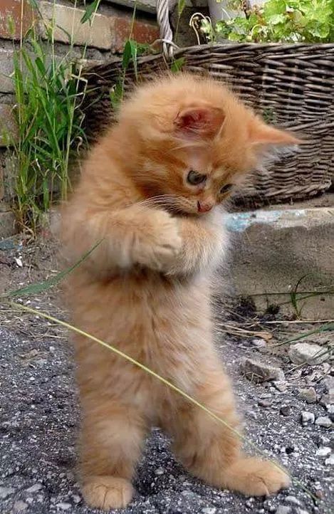 sim:  kedi.jpg
Grntleme: 80
Byklk:  84,8 KB (Kilobyte)