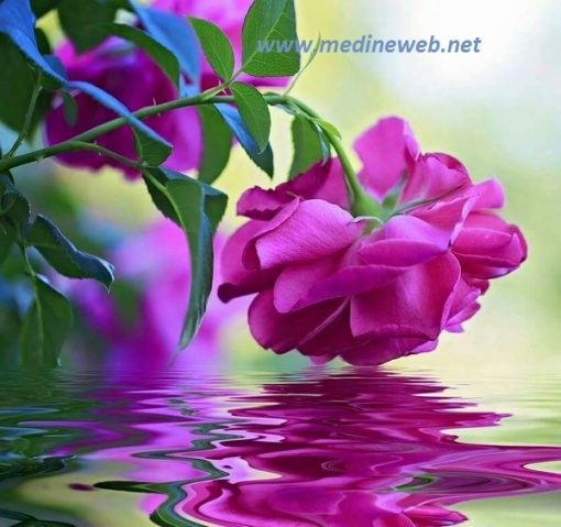 �sim:  4.jpg
G�r�nt�leme: 106
B�y�kl�k:  87,0 KB (Kilobyte)