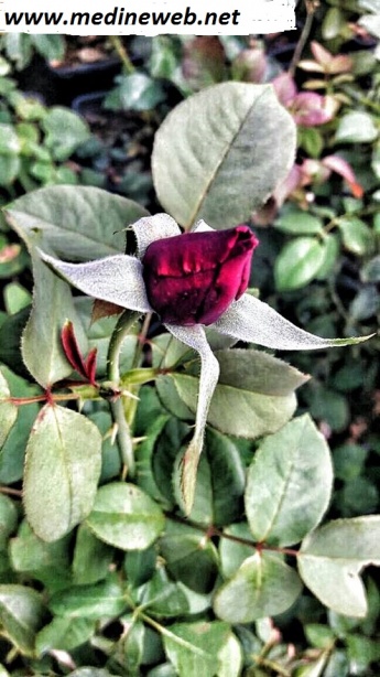 �sim:  g�l 2.jpg
G�r�nt�leme: 92
B�y�kl�k:  103,8 KB (Kilobyte)