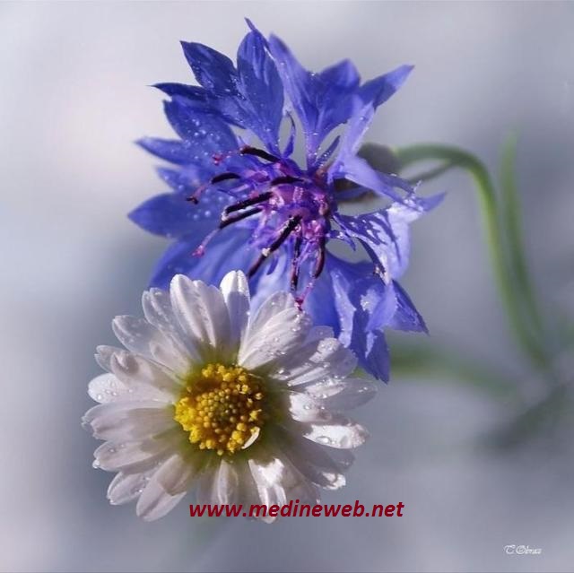 �sim:  21.jpg
G�r�nt�leme: 106
B�y�kl�k:  69,2 KB (Kilobyte)