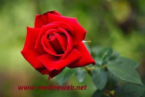 �sim:  18.jpg
G�r�nt�leme: 123
B�y�kl�k:  30,0 KB (Kilobyte)