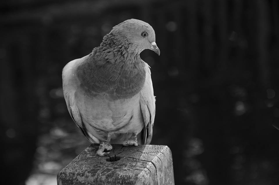 �sim:  01l.jpg
G�r�nt�leme: 32
B�y�kl�k:  39,3 KB (Kilobyte)