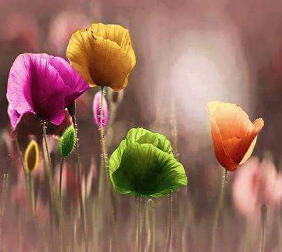 �sim:  FB_IMG_1513085619421.jpg
G�r�nt�leme: 89
B�y�kl�k:  17,1 KB (Kilobyte)