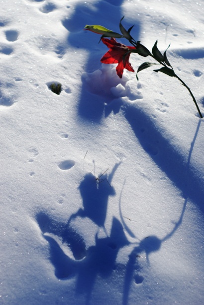 �sim:  12.jpg
G�r�nt�leme: 91
B�y�kl�k:  96,3 KB (Kilobyte)