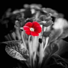 �sim:  bal1.jpg
G�r�nt�leme: 101
B�y�kl�k:  18,2 KB (Kilobyte)