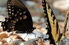 �sim:  he.jpg
G�r�nt�leme: 92
B�y�kl�k:  22,6 KB (Kilobyte)