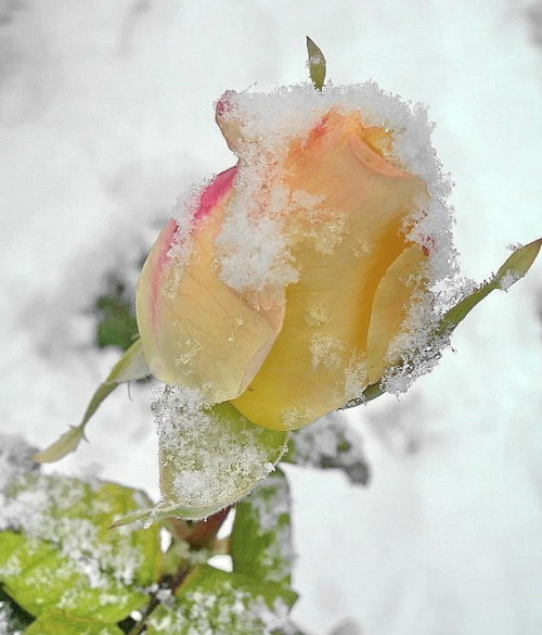 �sim:  2.jpg
G�r�nt�leme: 167
B�y�kl�k:  81,8 KB (Kilobyte)