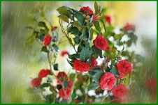 �sim:  123.jpg
G�r�nt�leme: 88
B�y�kl�k:  21,0 KB (Kilobyte)