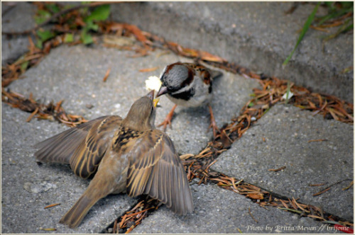 �sim:  ret.jpg
G�r�nt�leme: 115
B�y�kl�k:  77,3 KB (Kilobyte)