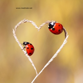 �sim:  8.jpg
G�r�nt�leme: 92
B�y�kl�k:  17,5 KB (Kilobyte)