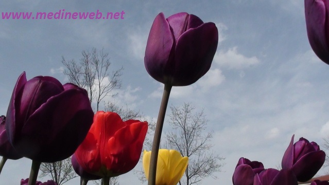 sim:  25.jpg
Grntleme: 117
Byklk:  71,6 KB (Kilobyte)