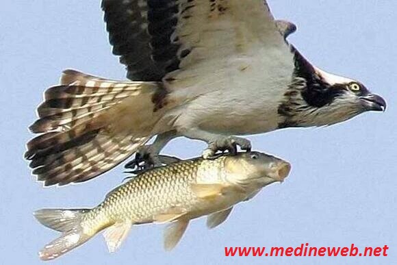 �sim:  CVpnOrRXAAAa7FW.jpg
G�r�nt�leme: 93
B�y�kl�k:  62,7 KB (Kilobyte)