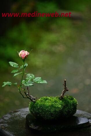 �sim:  3.jpg
G�r�nt�leme: 89
B�y�kl�k:  30,2 KB (Kilobyte)