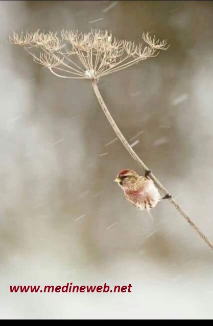 �sim:  w1.jpg
G�r�nt�leme: 120
B�y�kl�k:  44,9 KB (Kilobyte)