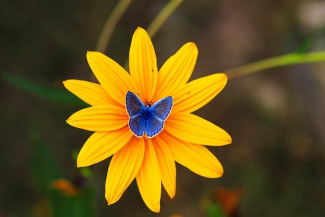 �sim:  i2.jpg
G�r�nt�leme: 76
B�y�kl�k:  35,7 KB (Kilobyte)