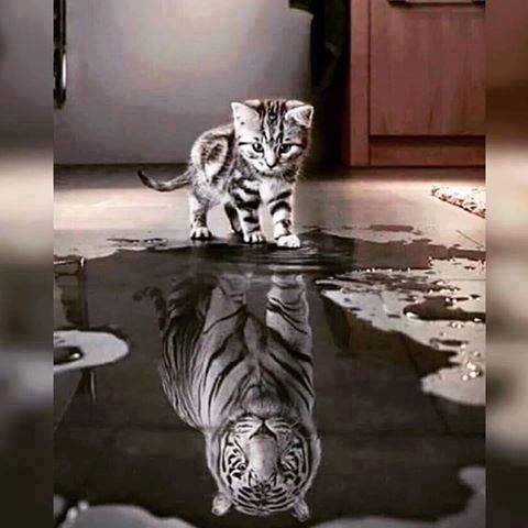 sim:  aslan.jpg
Grntleme: 140
Byklk:  28,8 KB (Kilobyte)