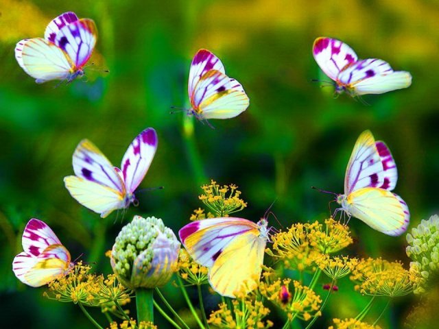 �sim:  4.jpg
G�r�nt�leme: 86
B�y�kl�k:  68,1 KB (Kilobyte)