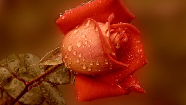 �sim:  3.jpg
G�r�nt�leme: 138
B�y�kl�k:  30,3 KB (Kilobyte)