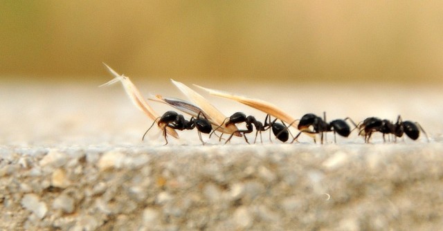 �sim:  3.jpg
G�r�nt�leme: 95
B�y�kl�k:  40,7 KB (Kilobyte)