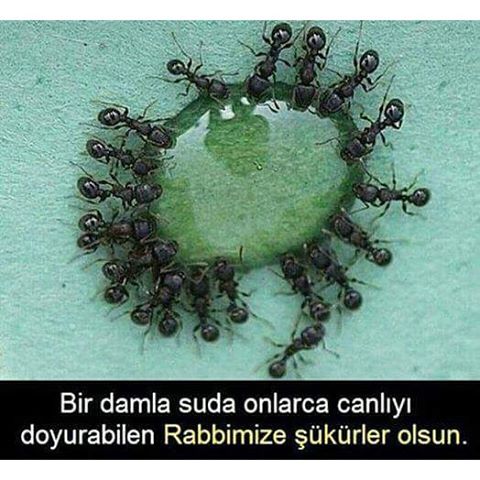 �sim:  el.jpg
G�r�nt�leme: 93
B�y�kl�k:  52,7 KB (Kilobyte)