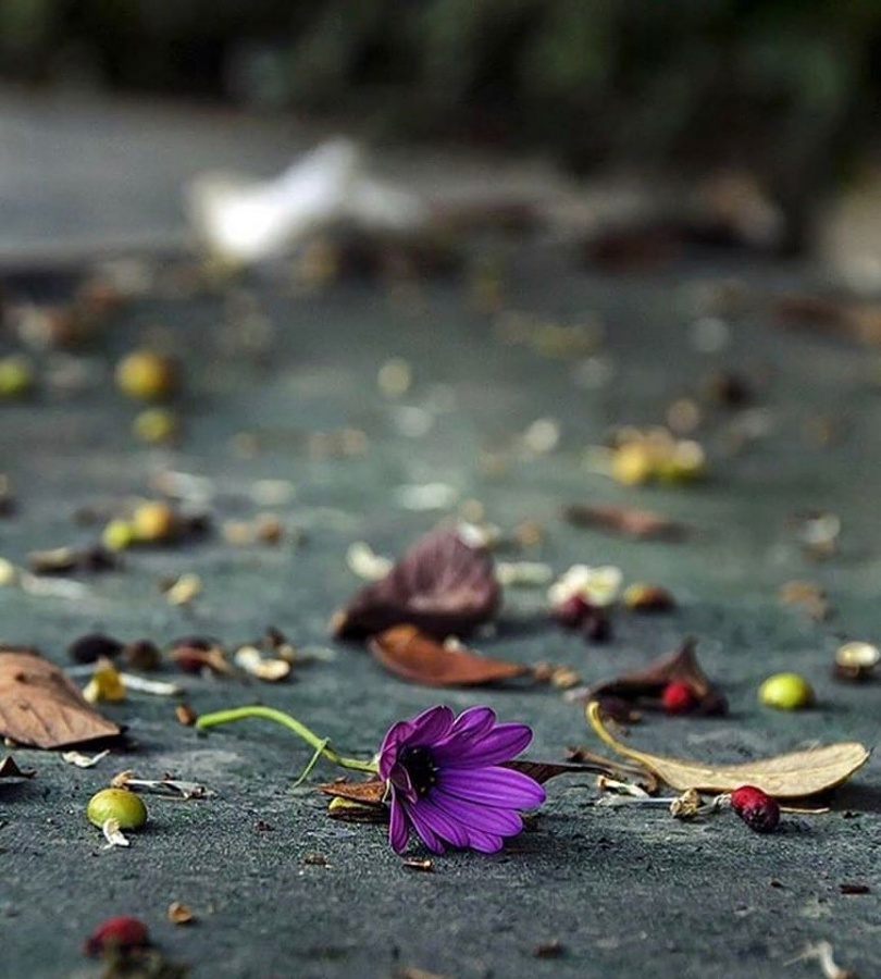 -25587991_1617603231640957_2803600380118950528_ojpg