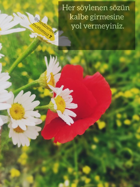 �sim:  InShot_20241108_090827730.jpg
G�r�nt�leme: 74
B�y�kl�k:  62,4 KB (Kilobyte)